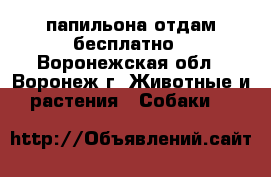 папильона отдам бесплатно - Воронежская обл., Воронеж г. Животные и растения » Собаки   